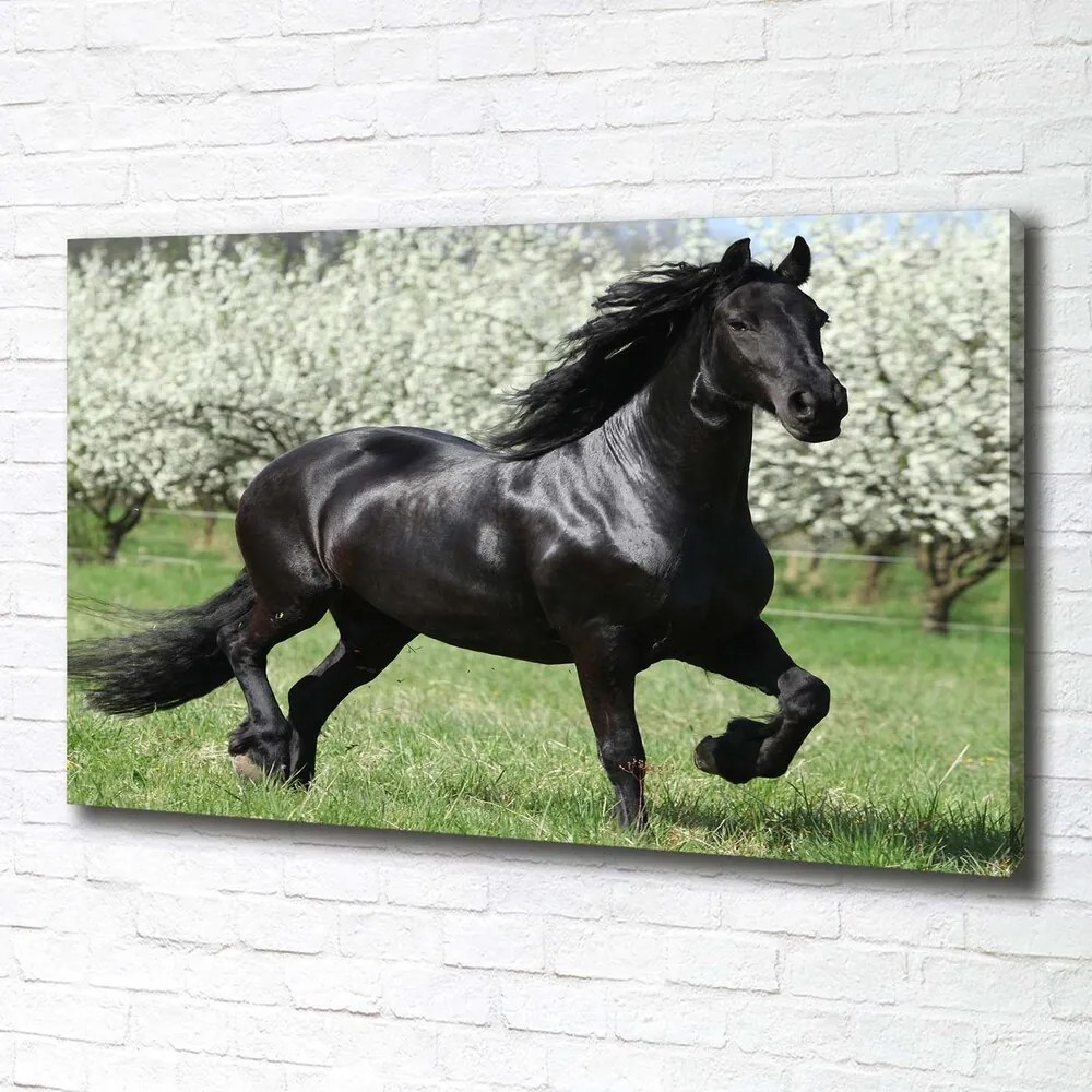 Tablou canvas Flori cal negru