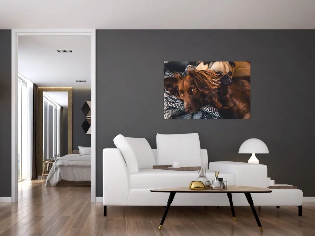 Tablou cu câini dormind (90x60 cm)
