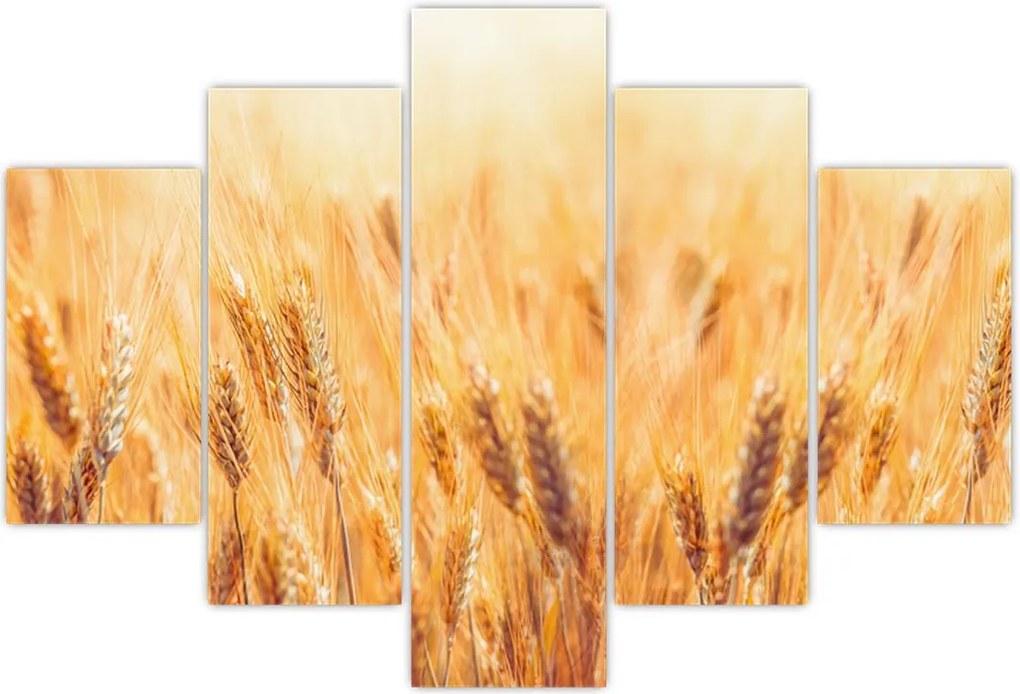 Tablou - câmp cu grâne (150x105 cm)