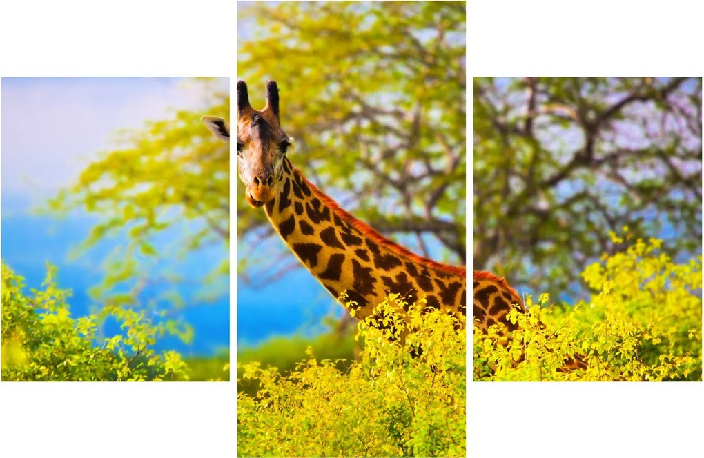 Tablou - Girafa în Africa (90x60 cm)