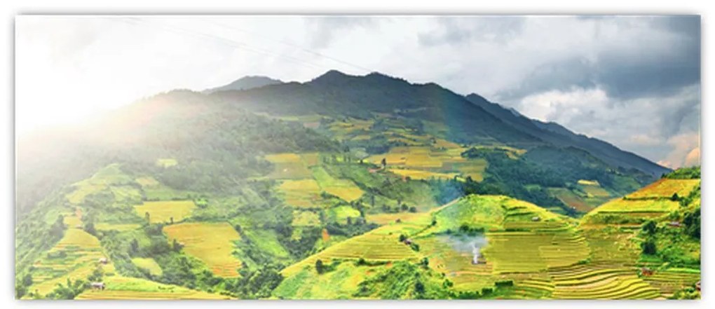 Tablou plantație (120x50 cm)
