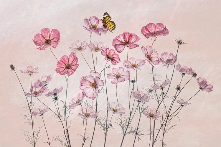 Ilustrație Cosmos and Butterfly, Lydia Jacobs