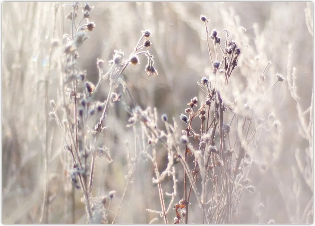 Tablou - Plante (70x50 cm)