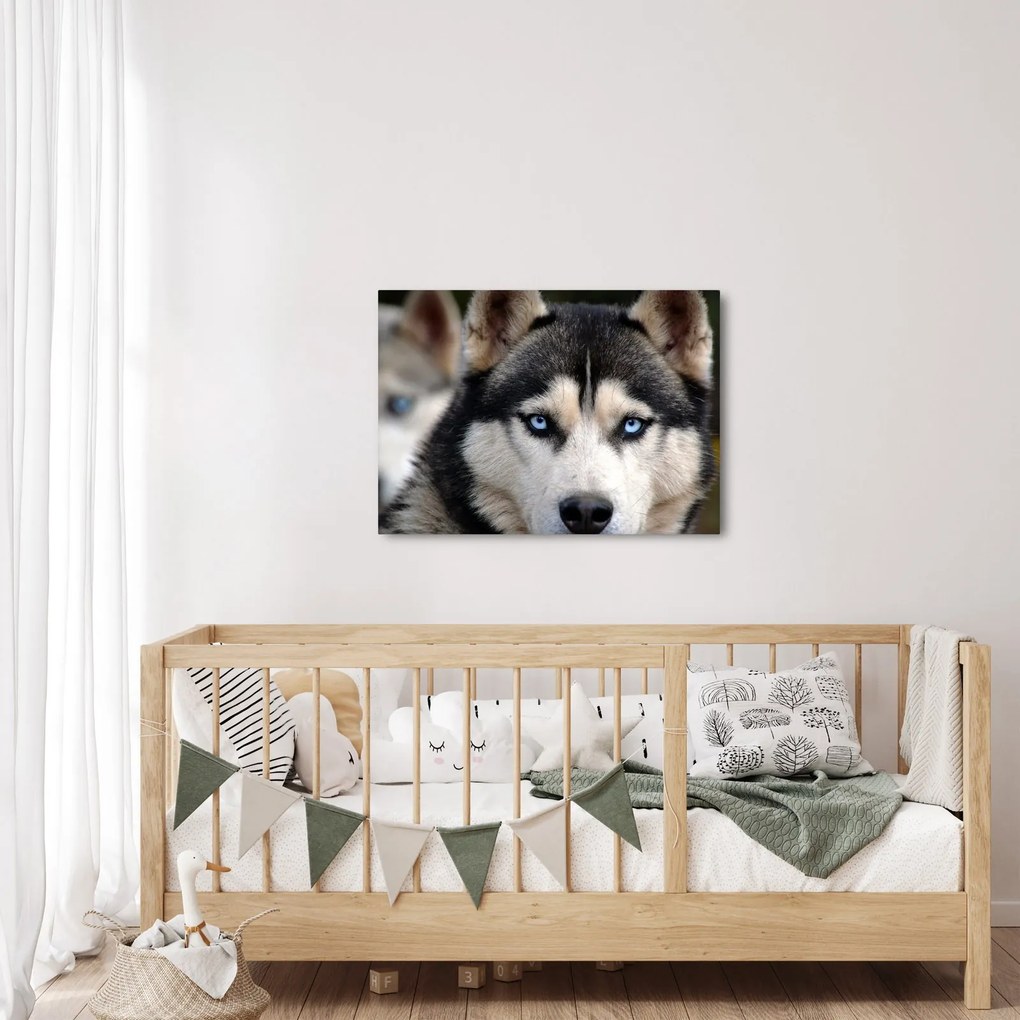 Tablou cu câinele husky (70x50 cm)
