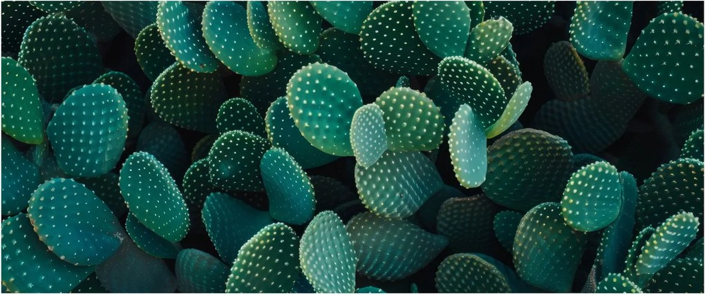 Tablou - Opuntia (120x50 cm)