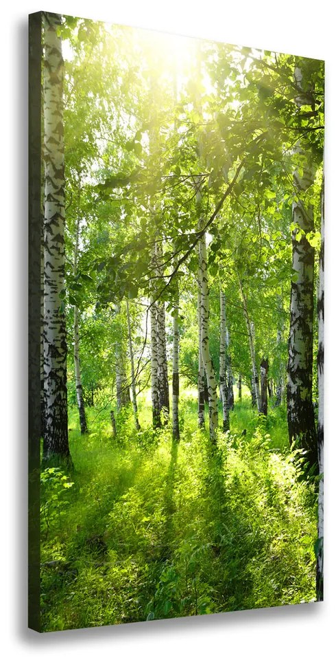Print pe canvas Pădurea de mesteacăn