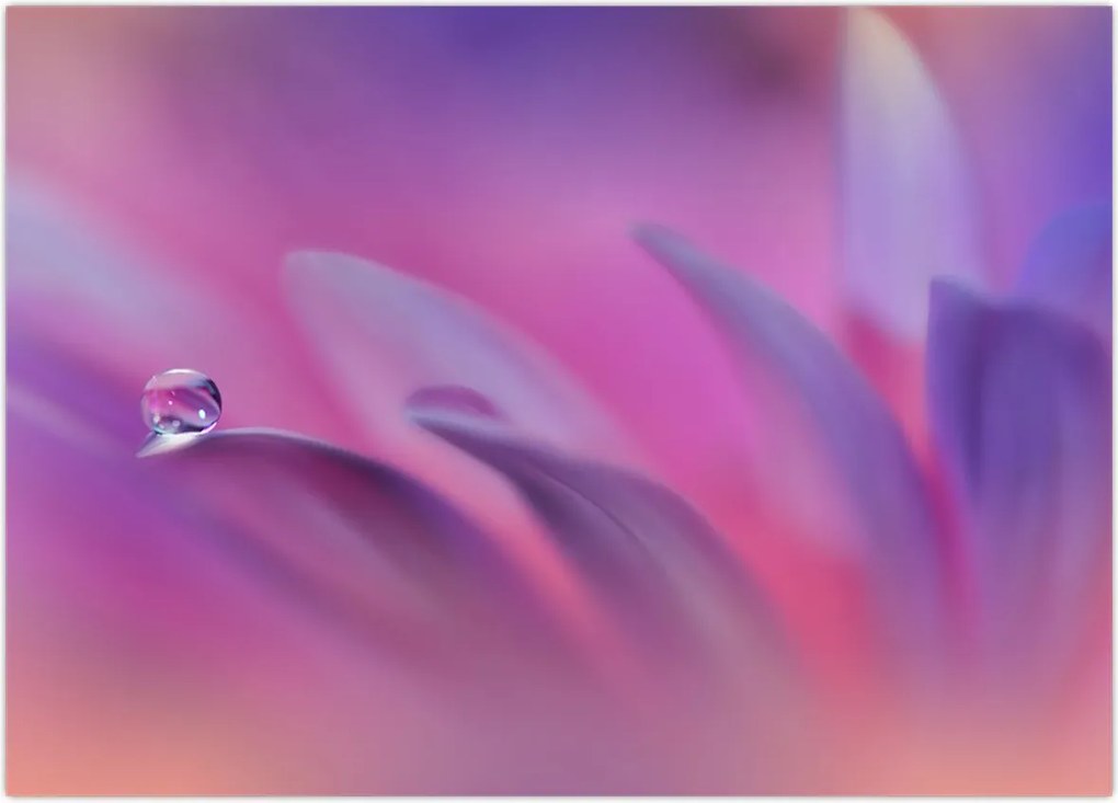 Tablou - Picătură pe floare (70x50 cm)