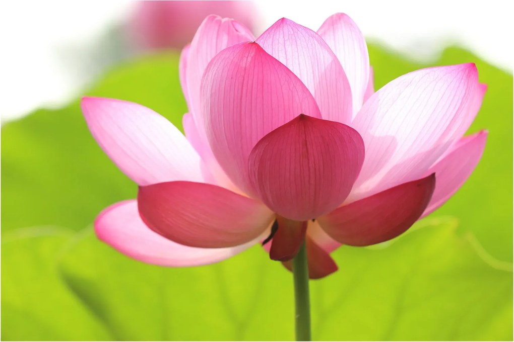 Tablou cu flori de lotus (90x60 cm)