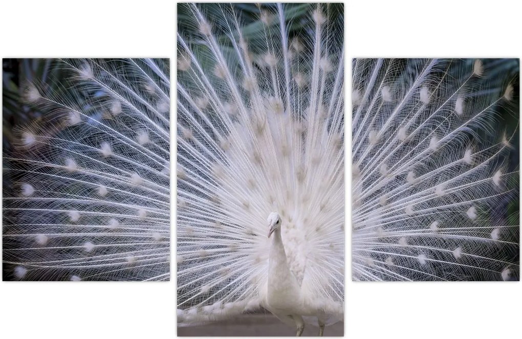 Tablou - Păun alb (90x60 cm)