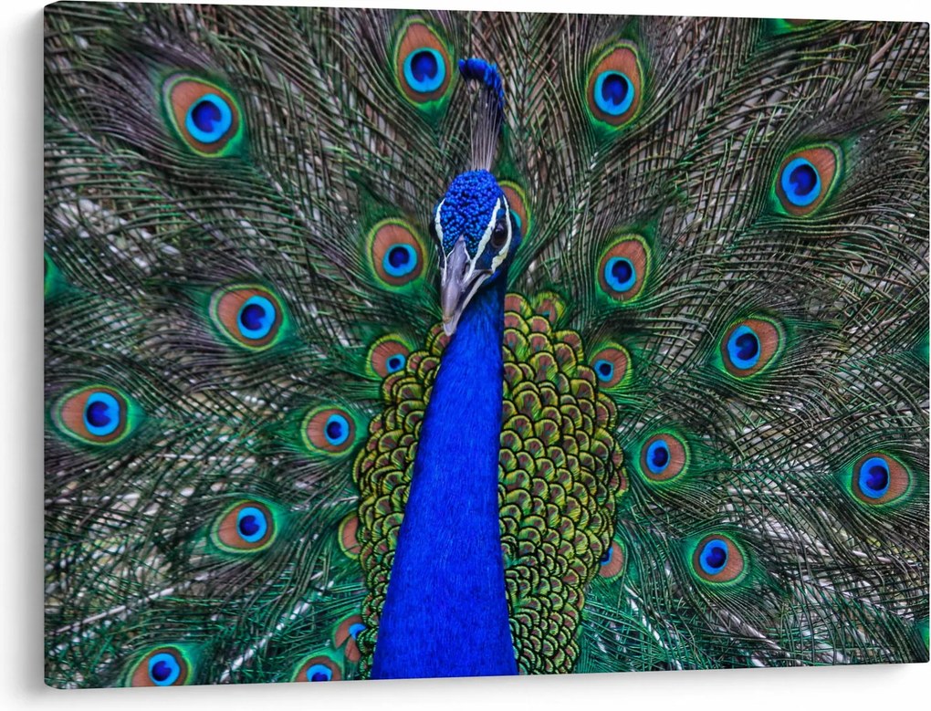 Tablou - Păun (70x50 cm)