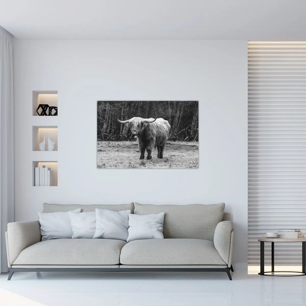 Tablou - Vacă scoțiană 3,alb-negru (90x60 cm)