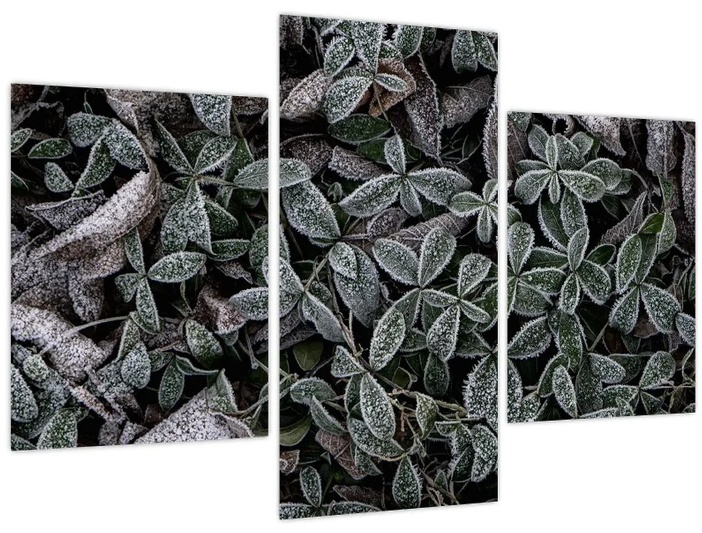 Tablou - Plante înghețate (90x60 cm)