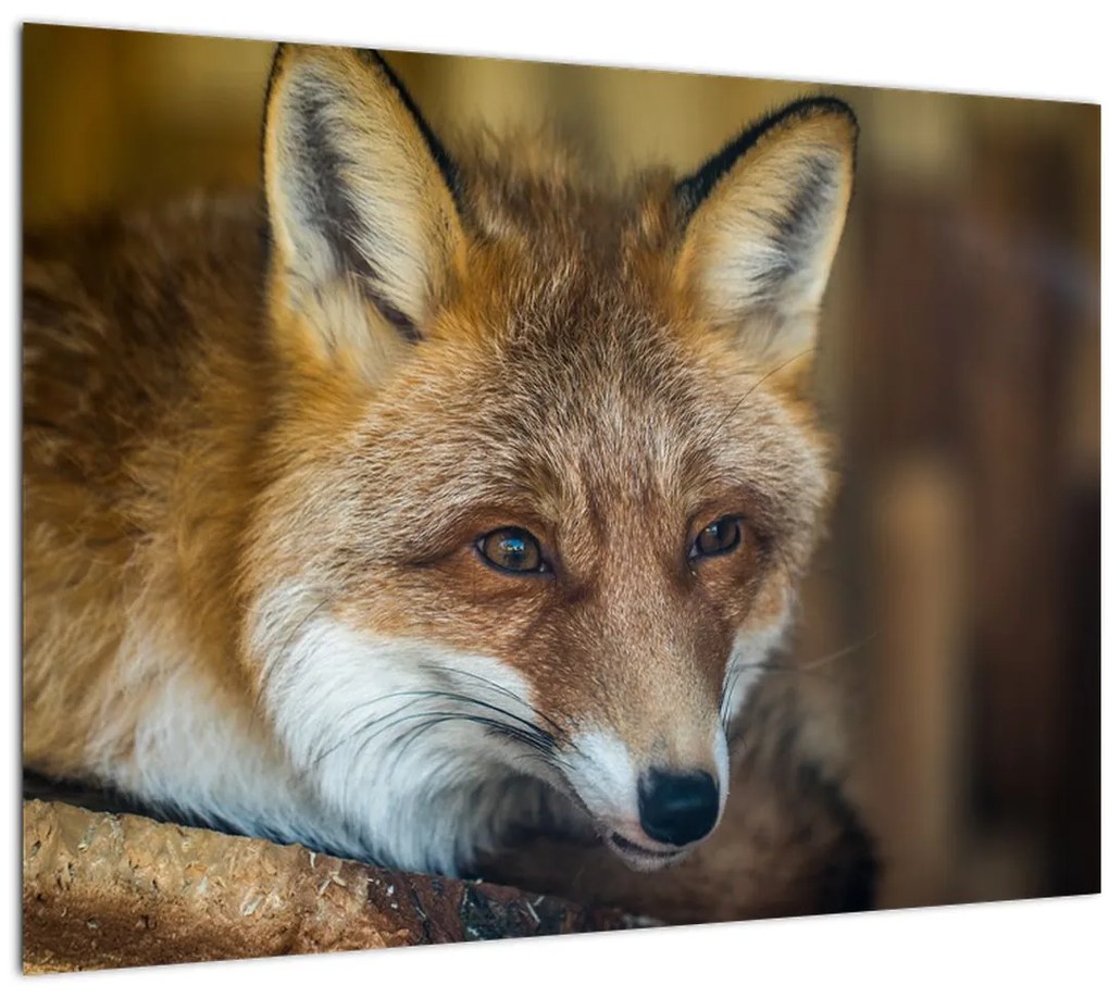 Tablou cu vulpe (70x50 cm)