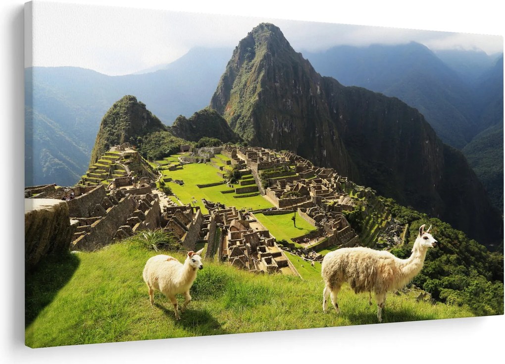 Tablou - Lame in Machu Picchu (90x60 cm)