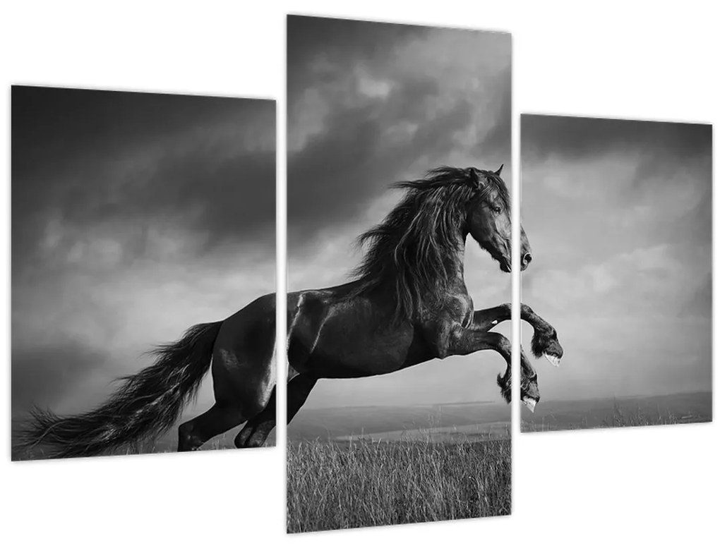 Tablou - Cal alb și negru (90x60 cm)