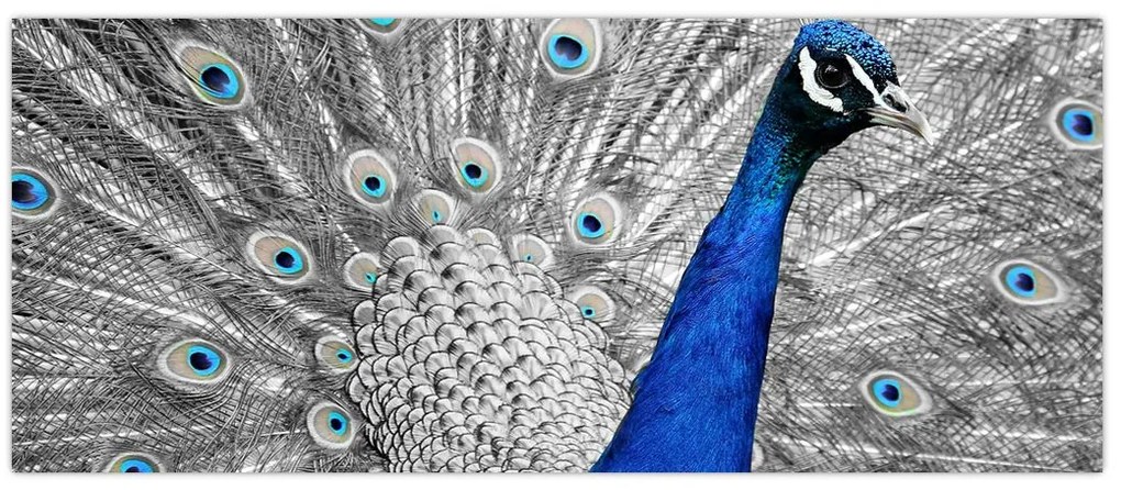 Tablou - păun albastru (120x50 cm)