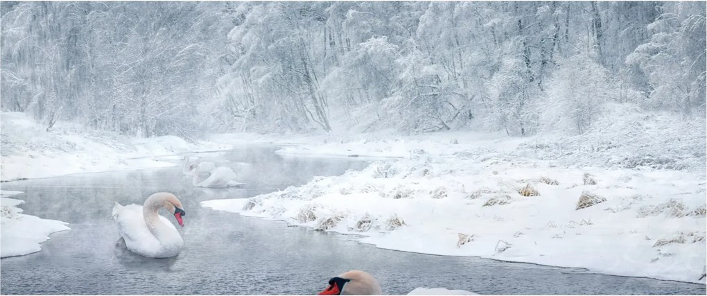 Tablou cu lebăde (120x50 cm)