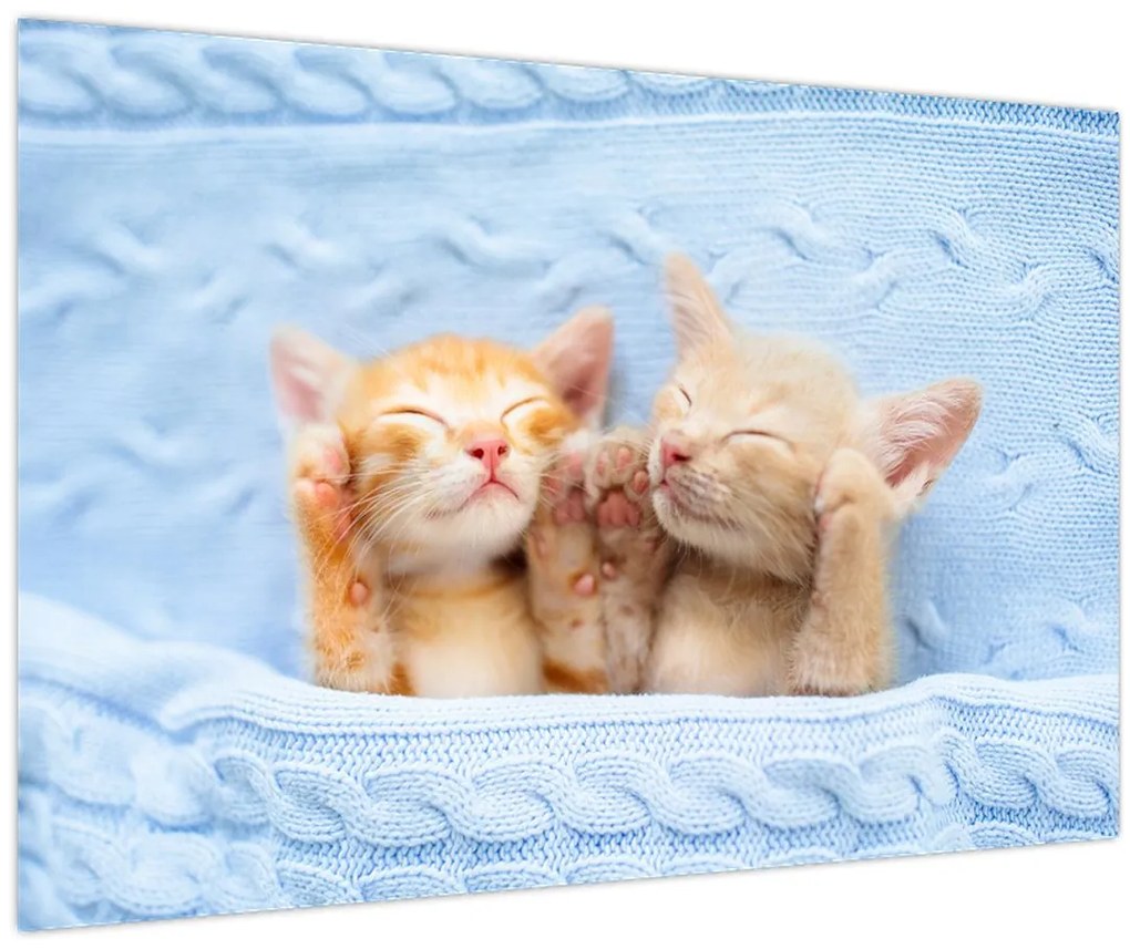 Tablou - Pisicuțe adormite (90x60 cm)