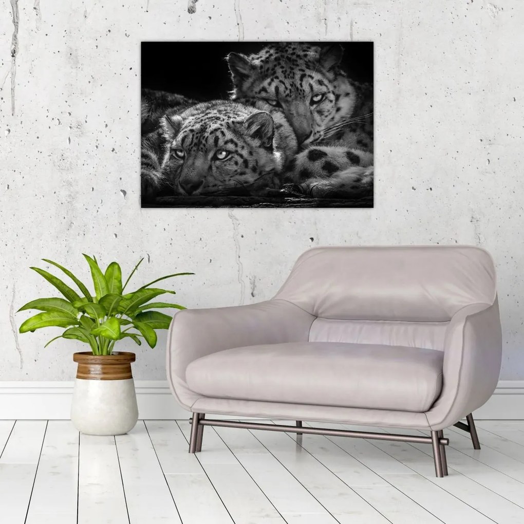 Tablou - Gheparzi care se odihnesc (70x50 cm)