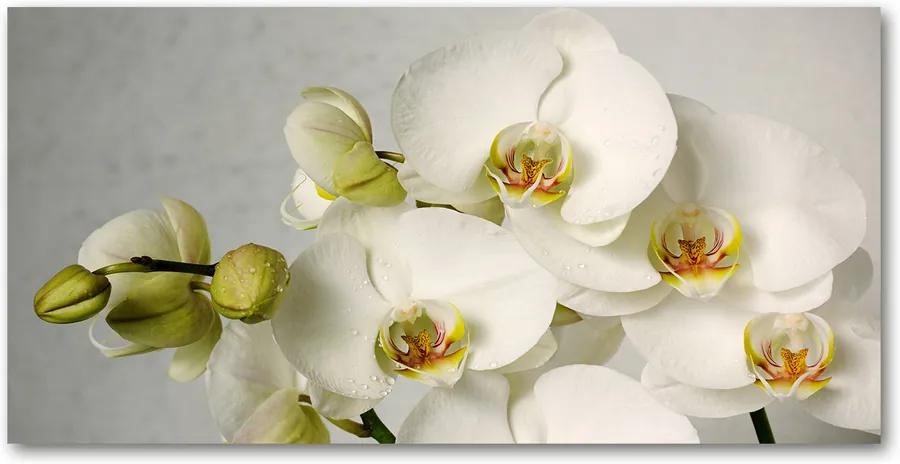 Tablou pe acril Alb orhidee