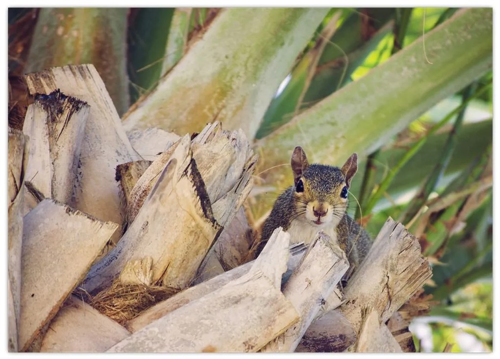 Tablou cu veverița în copaci (70x50 cm)