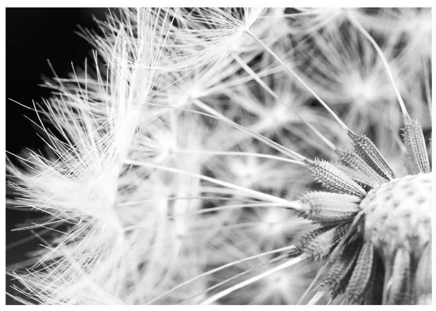 Fototapet - Black and white dandelion