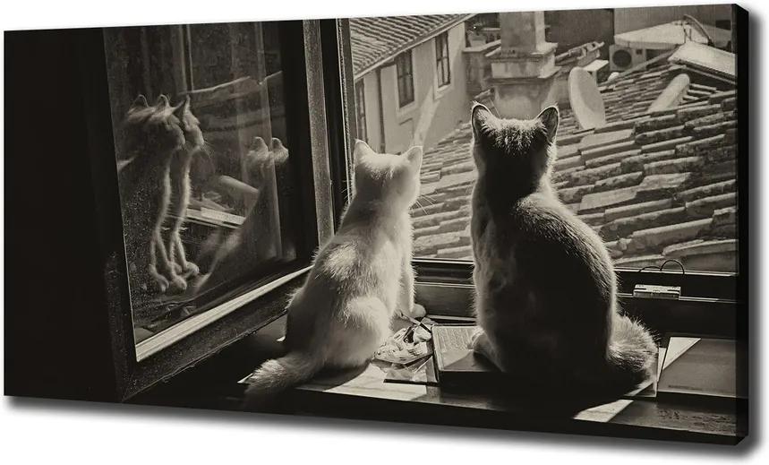 Print pe canvas Pisici de la fereastra