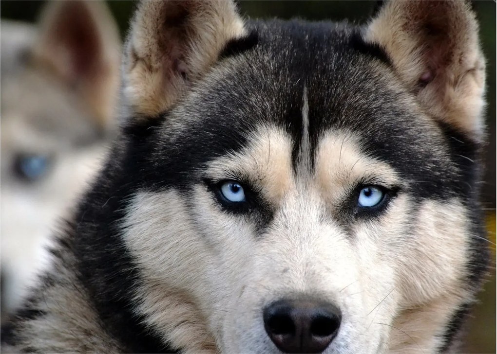 Tablou cu câinele husky (70x50 cm)