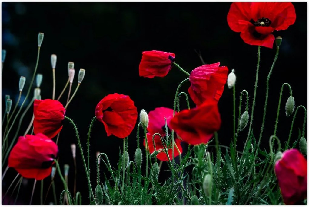 Tablou - Dansul macilor (90x60 cm)