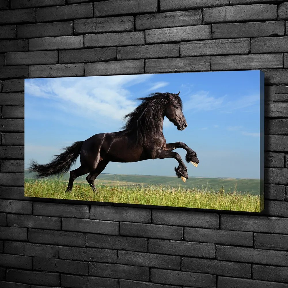 Print pe canvas Cal negru pe pajiște