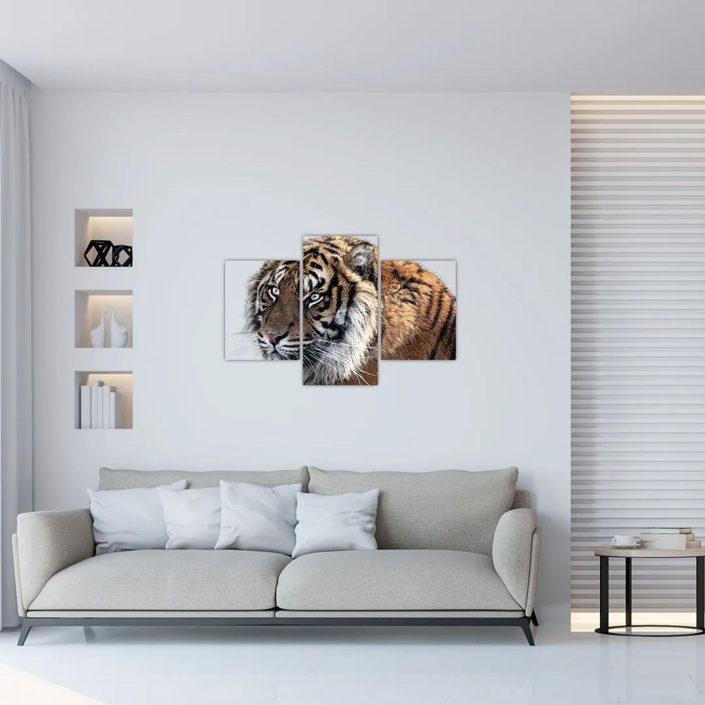 Tablou cu tigrul (90x60 cm)