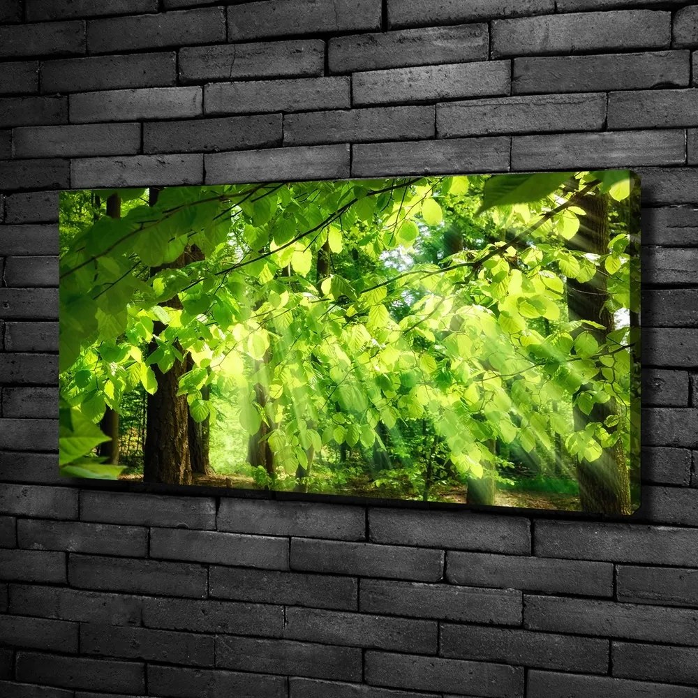 Tablou pe pânză canvas Frunze de fag