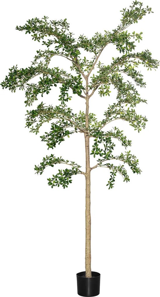Copac artificial realist Bucida buceras Shady Lady, dimensiuni multiple - PotteryPots mărimea: XL - ø 80 cm | înălțime 280 cm