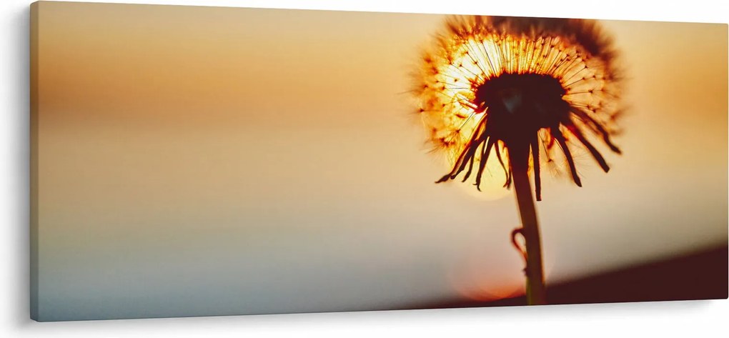 Tablou - Păpădie la apus de soare (120x50 cm)