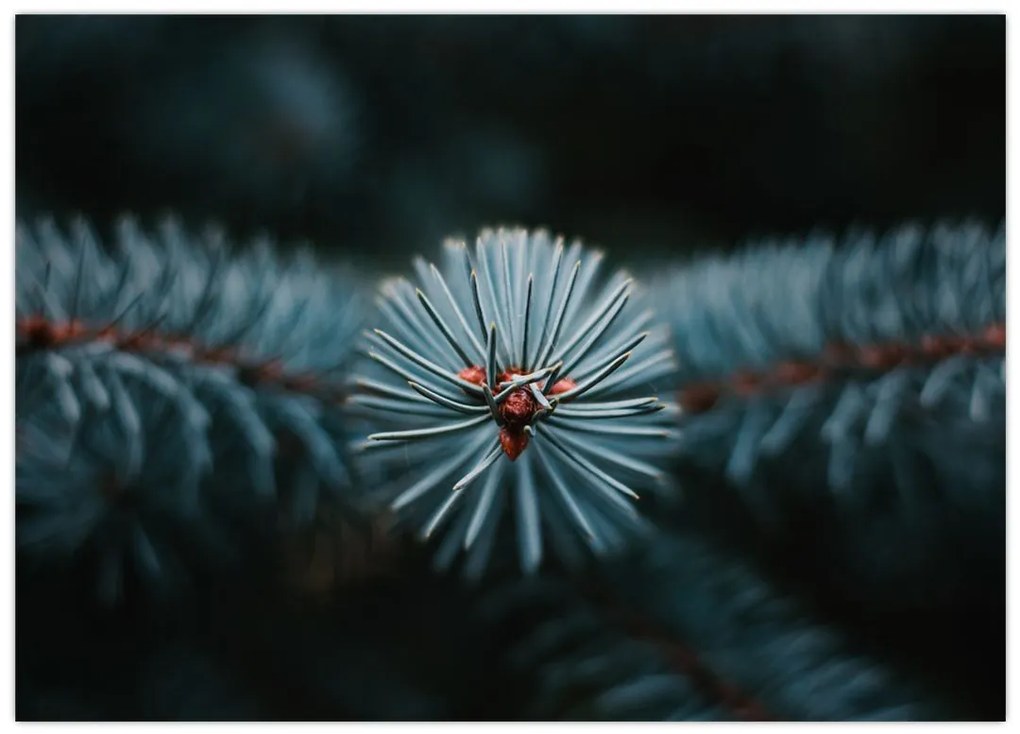 Tablou pe sticlă -Crenguțe ale unui conifer (70x50 cm)