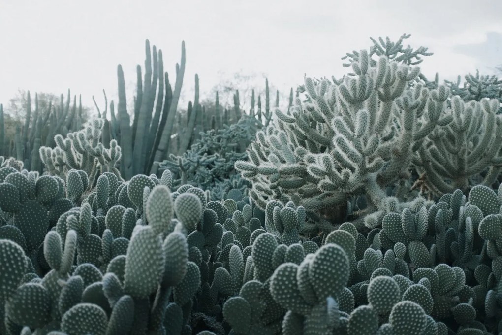 Tapet Cacti, Rebel Walls