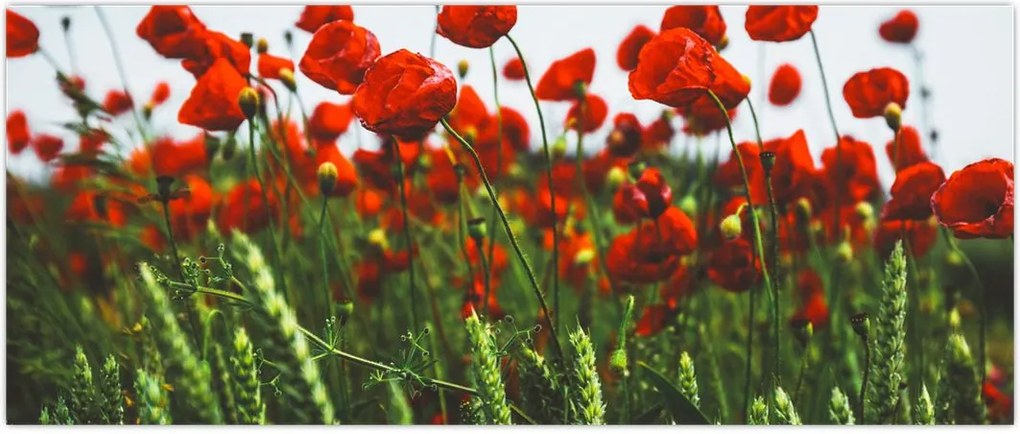 Tablou - Maci în vânt (120x50 cm)