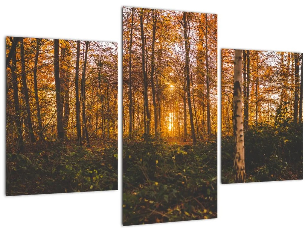 Tablou - Pădurea toamna (90x60 cm)