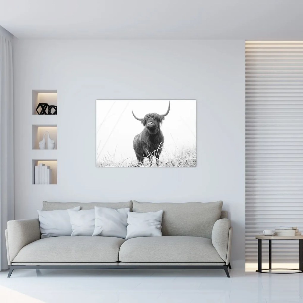 Tablou - Vacă scoțiană 4,alb-negru (90x60 cm)