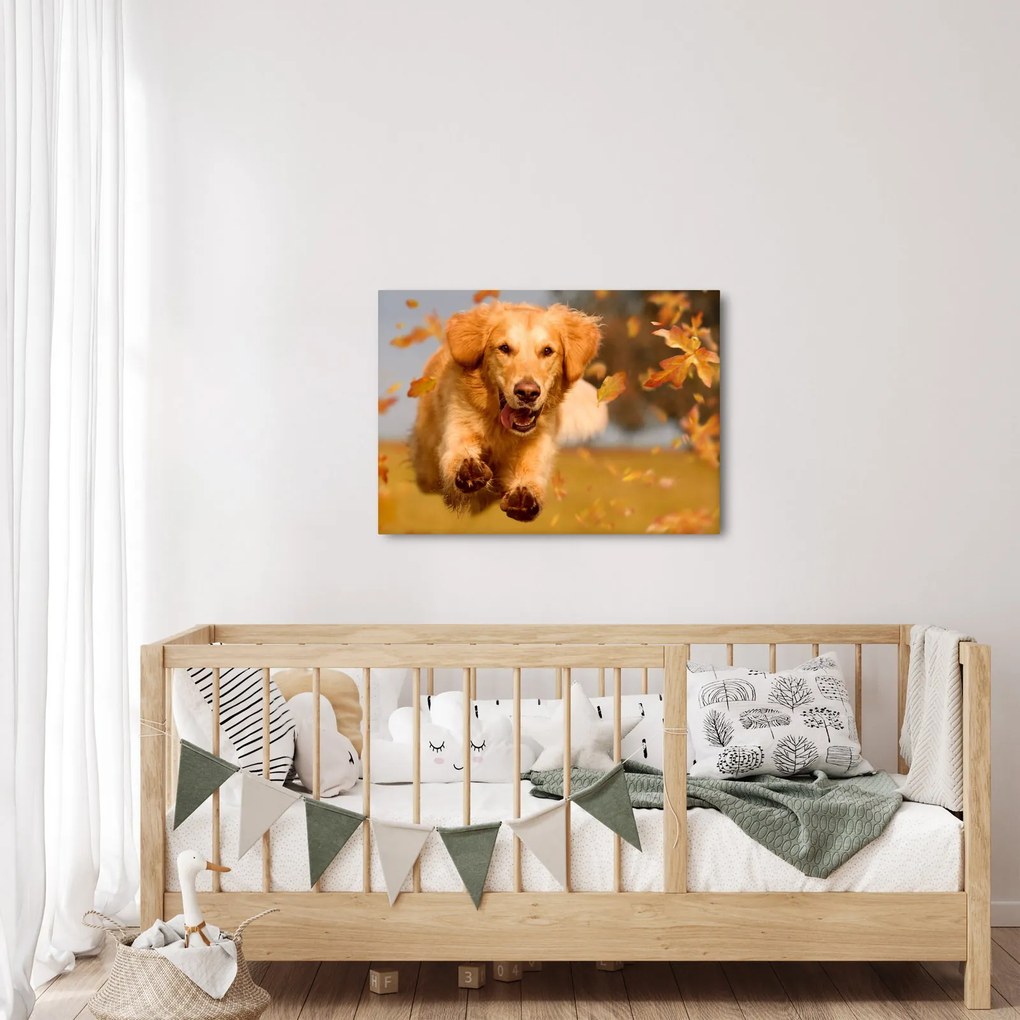Tablou - Golden Retriever (70x50 cm)