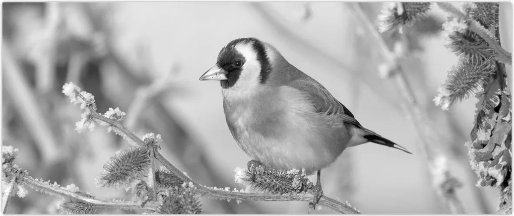 Tablou - O pasăre în timpul iernii (120x50 cm)