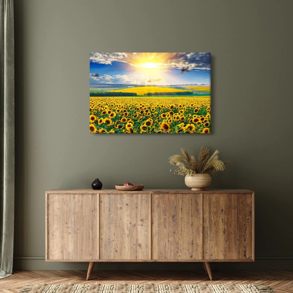 Tablou - Câmp cu floarea soarelui (90x60 cm)