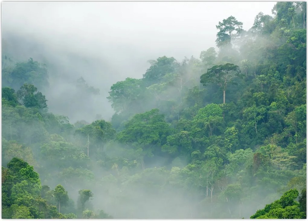 Tablou - Ceața de dimineață (70x50 cm)