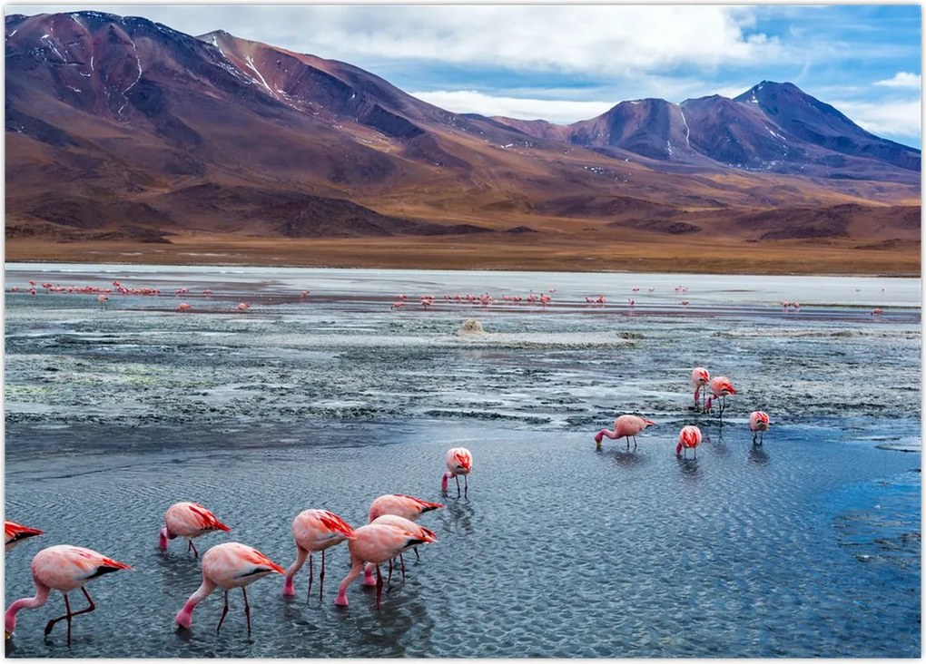 Tablou - Flamingo (70x50 cm)