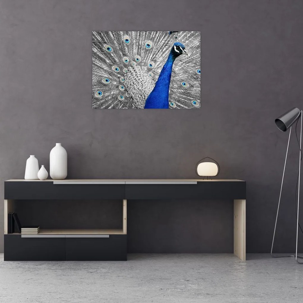 Tablou - păun albastru (70x50 cm)