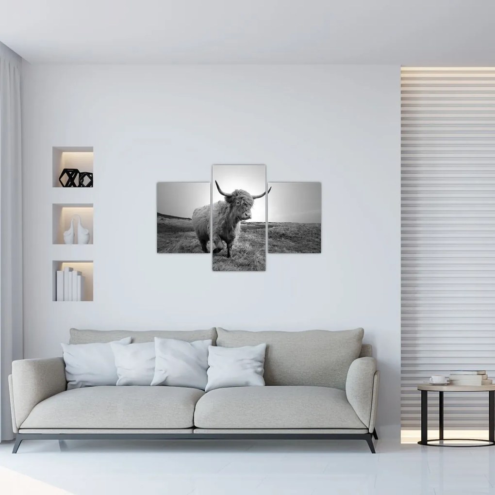 Tablou - Vacă scoțiană,alb-negru (90x60 cm)