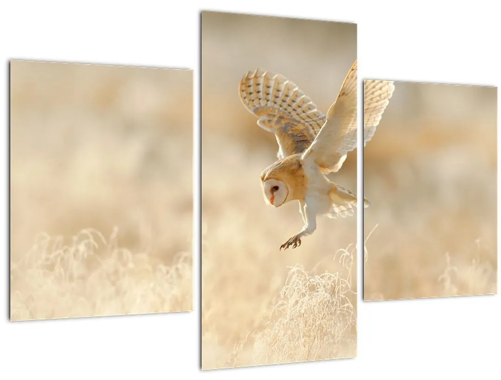 Tablou - Bufnița roșie (90x60 cm)