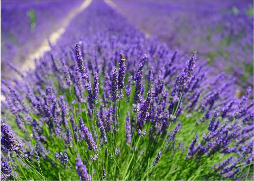 Tablou pe sticlă - lavanda (70x50 cm)