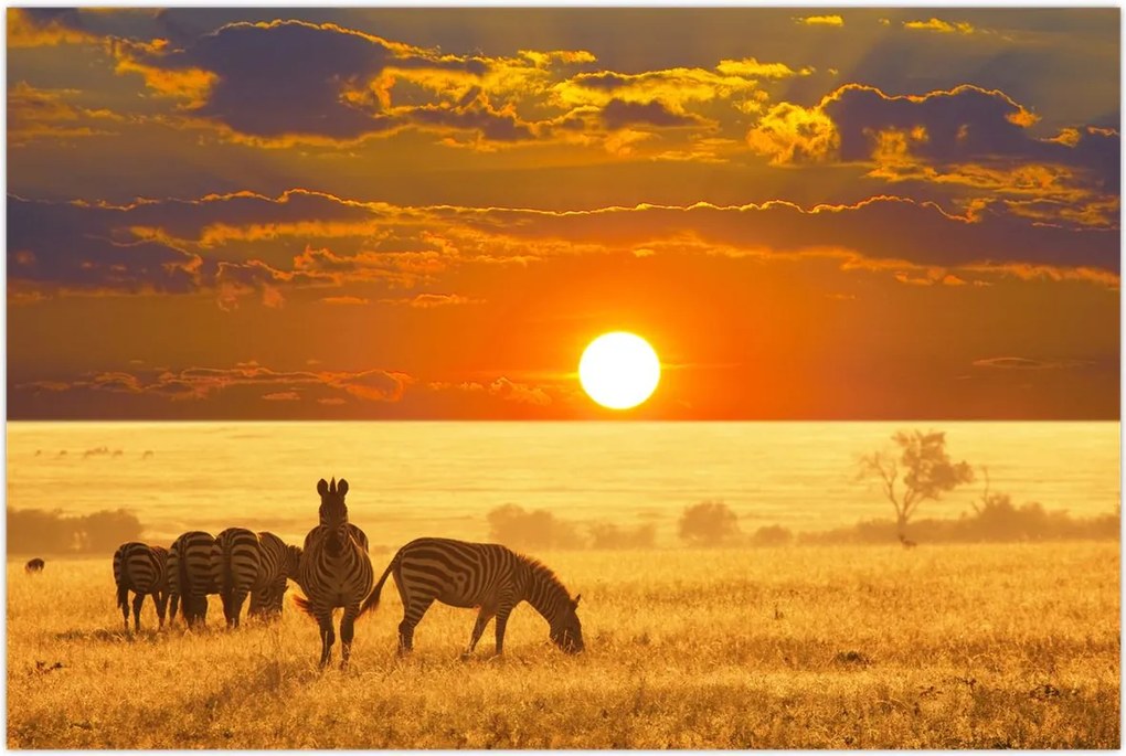 Tablou - Zebre cu apus de soare (90x60 cm)