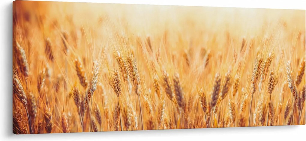 Tablou - câmp cu grâne (120x50 cm)